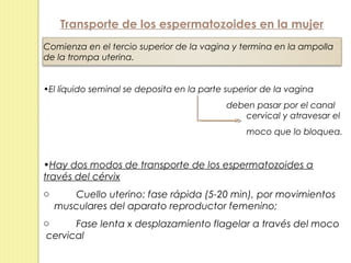 Transporte de los espermatozoides en la mujer
Comienza en el tercio superior de la vagina y termina en la ampolla
de la trompa uterina.


•El líquido seminal se deposita en la parte superior de la vagina
                                            deben pasar por el canal
                                               cervical y atravesar el
                                                moco que lo bloquea.


•Hay dos modos de transporte de los espermatozoides a
través del cérvix
o      Cuello uterino: fase rápida (5-20 min), por movimientos
    musculares del aparato reproductor femenino;
o     Fase lenta x desplazamiento flagelar a través del moco
cervical
 