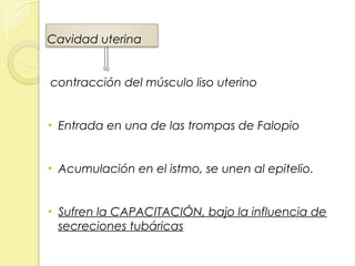 Cavidad uterina


contracción del músculo liso uterino


•   Entrada en una de las trompas de Falopio


•   Acumulación en el istmo, se unen al epitelio.


•   Sufren la CAPACITACIÓN, bajo la influencia de
    secreciones tubáricas
 