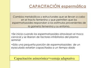 CAPACITACIÓN espermática

Cambios metabólicos y estructurales que se llevan a cabo
      en el tracto femenino y que permiten que los
espermatozoides respondan a los estímulos provenientes de
            la gameta femenina y su entorno.


•Se inicia cuando los espermatozoides atraviesan el moco
cervical y se liberan de factores inhibitorios del plasma
seminal
•Sólo una pequeña porción de espermatozoides de un
eyaculado estarían capacitados a un tiempo dado



  Capacitación asincrónica=ventaja adaptativa
 