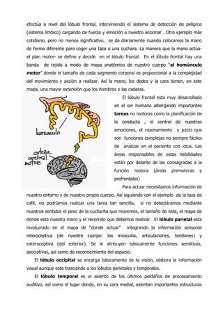 Sistema nervioso - el cerebro