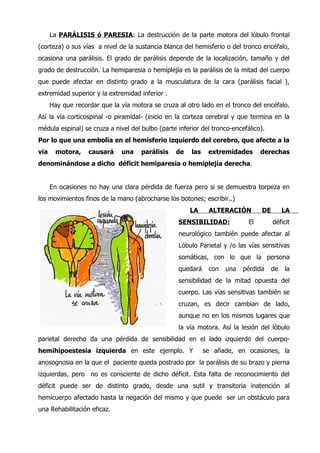 Sistema nervioso - el cerebro