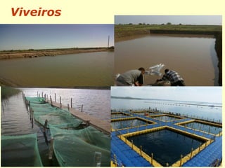 Viveiros
 