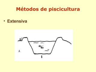 Métodos de piscicultura
• Extensiva
 