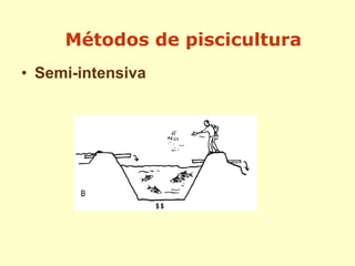 • Semi-intensiva
Métodos de piscicultura
 