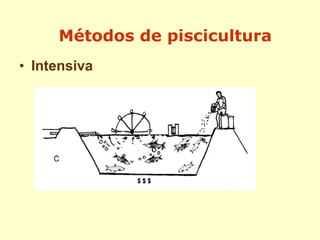 • Intensiva
Métodos de piscicultura
 