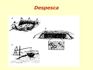 Despesca
 