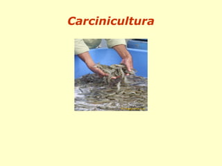 Carcinicultura
 