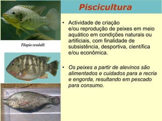 • Actividade de criação
e/ou reprodução de peixes em meio
aquático em condições naturais ou
artificiais, com finalidade de
subsistência, desportiva, científica
e/ou econômica.
• Os peixes a partir de alevinos são
alimentados e cuidados para a recria
e engorda, resultando em pescado
para consumo.
Piscicultura
 