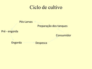 Pós-Larvas
Engorda Despesca
Consumidor
Ciclo de cultivo
Pré - engorda
Preparação dos tanques
 