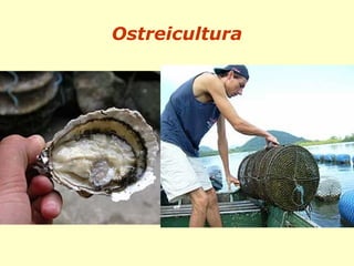 Ostreicultura
 