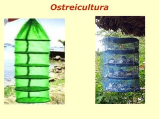 Ostreicultura
 