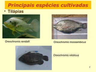 Principais espécies cultivadas
• Tilápias
Oreochromis rendalli Oreochromis mossambicus
7
Oreochromis niloticus
 