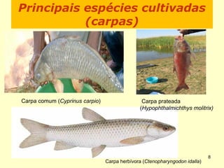 Principais espécies cultivadas
(carpas)
Carpa prateada
(Hypophthalmichthys molitrix)
Carpa herbívora (Ctenopharyngodon idalla)
Carpa comum (Cyprinus carpio)
8
 