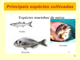 Principais espécies cultivadas
9
 