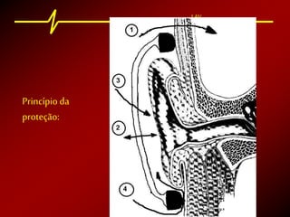 LAV
Princípio da
proteção:
 