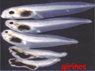 girinos
 