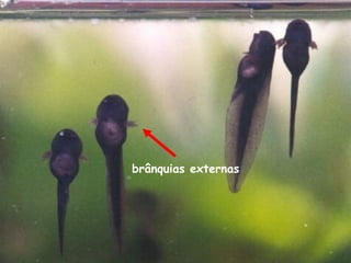 brânquias externas
 