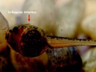 brânquias internas
 