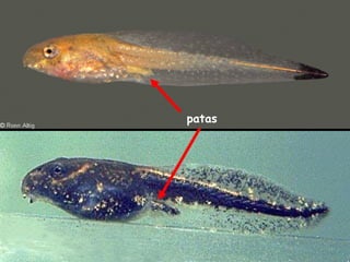 patas
 