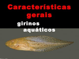 CaracterísticasCaracterísticas
geraisgerais
girinos
aquáticos
 