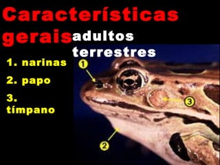 CaracterísticasCaracterísticas
geraisgeraisadultos
terrestres
1. narinas
2. papo
3.
tímpano
 