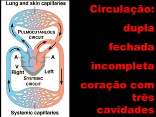 Circulação:Circulação:
dupladupla
fechadafechada
incompletaincompleta
coração comcoração com
trêstrês
cavidadescavidades
 