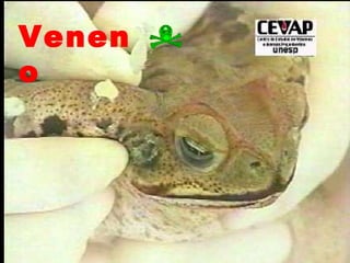 Venen
o
 