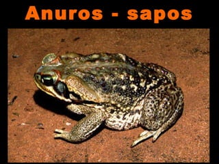 Anuros - saposAnuros - sapos
 
