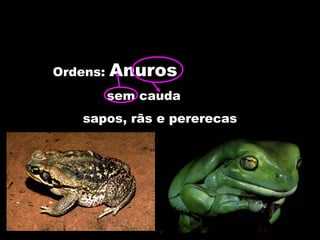 Ordens: Anuros
sem cauda
sapos, rãs e pererecas
 