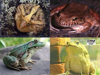Anfíbios Ciências