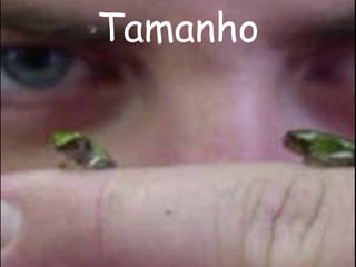 Tamanho
 