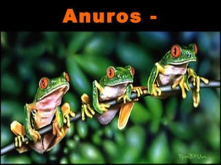 Anuros -Anuros -
pererecaspererecas
 
