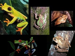 Anfíbios Ciências