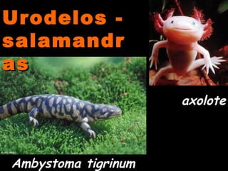 Urodelos -Urodelos -
salamandrsalamandr
asas
Ambystoma tigrinum
axolote
 