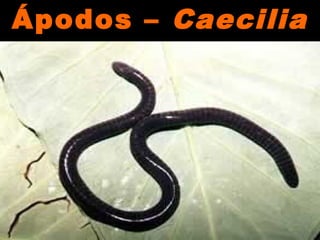 Ápodos –Ápodos – CaeciliaCaecilia
spsp
 