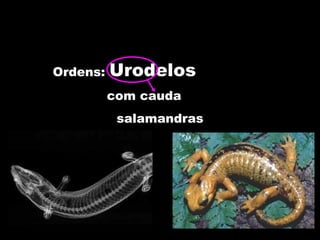 Ordens: Urodelos
com cauda
salamandras
 