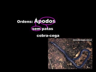 Ordens: Ápodos
sem patas
cobra-cega
 