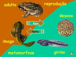 imago
adulto
girino
reprodução
metamorfose
Água
Terra
desova
 