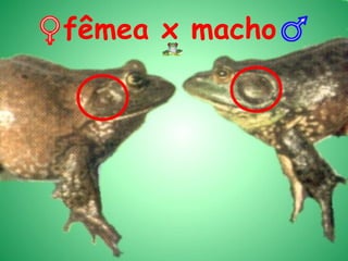 fêmea x macho
 