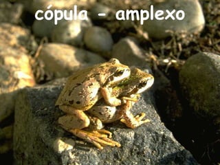 cópula - amplexo
 