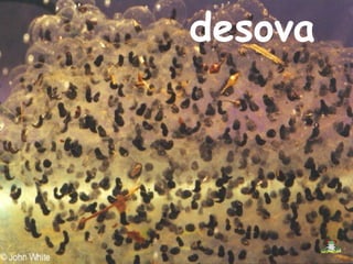 desova
 