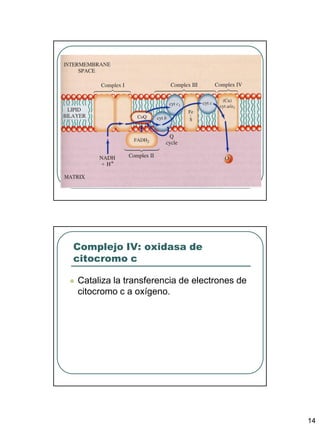 Complejo IV: oxidasa de
citocromo c

   Cataliza la transferencia de electrones de
    citocromo c a oxígeno.




                                                 14
 