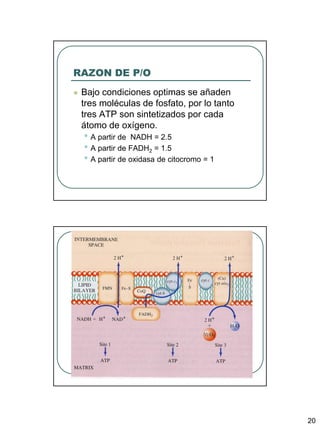 RAZON DE P/O
   Bajo condiciones optimas se añaden
    tres moléculas de fosfato, por lo tanto
    tres ATP son sintetizados por cada
    átomo de oxígeno.
    • A partir de NADH = 2.5
    • A partir de FADH2 = 1.5
    • A partir de oxidasa de citocromo = 1




                                              20
 
