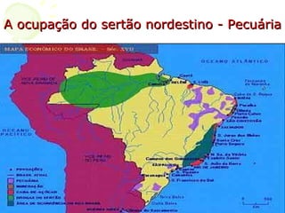 A ocupação do sertão nordestino - Pecuária 