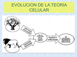 EVOLUCION DE LA TEORIA
      CELULAR
 
