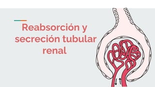 Reabsorción y
secreción tubular
renal
 