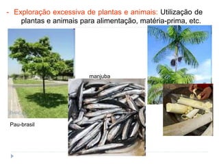 - Exploração excessiva de plantas e animais: Utilização de
plantas e animais para alimentação, matéria-prima, etc.
Pau-brasil
manjuba
 