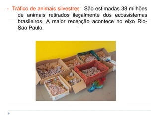 - Tráfico de animais silvestres: São estimadas 38 milhões
de animais retirados ilegalmente dos ecossistemas
brasileiros. A maior recepção acontece no eixo Rio-
São Paulo.
 
