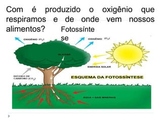 Com é produzido o oxigênio que
respiramos e de onde vem nossos
alimentos? Fotossínte
se
 