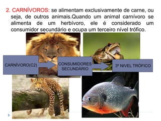 2. CARNÍVOROS: se alimentam exclusivamente de carne, ou
seja, de outros animais.Quando um animal carnívoro se
alimenta de um herbívoro, ele é considerado um
consumidor secundário e ocupa um terceiro nível trófico.
CARNÍVORO(C2) CONSUMIDORES
SECUNDÁRIO
3º NIVEL TRÓFICO
 